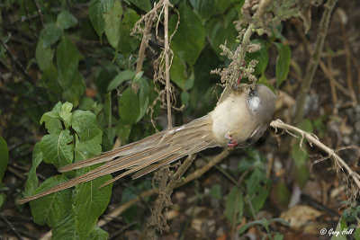 Speckled Mousebird.jpg