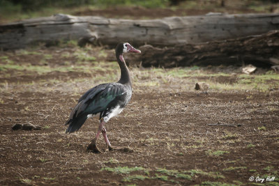 Spur-winged Goose.jpg