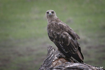 Tawny Eagle.jpg