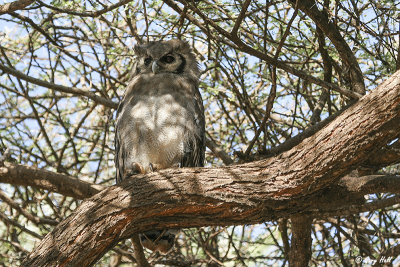 Verreaux Eagle-Owl.jpg