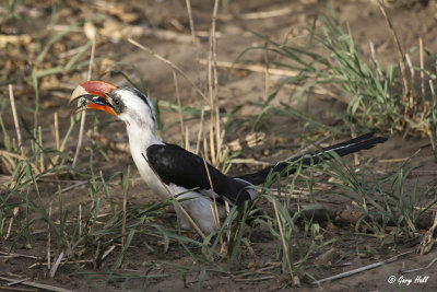 Von der Deckens Hornbill.jpg