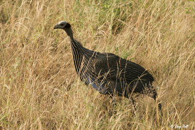 Vulturine Guineafowl.jpg