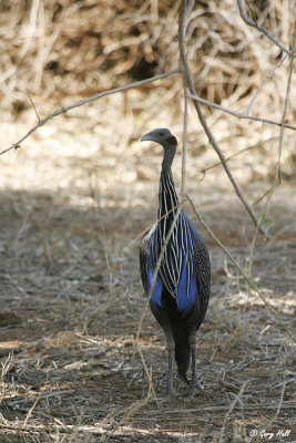 Vulturine Guineafowl-2.jpg