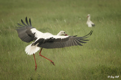 White Stork-2.jpg