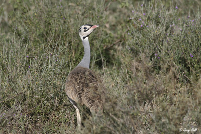 White-bellied Bustard.jpg