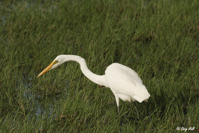 Yellow-billed Egret.jpg