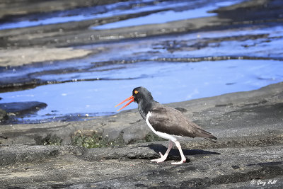 American Oystercatcher_11-10-22_20494.jpg