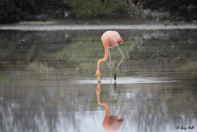 American Flamingo_11-10-24_19870.jpg