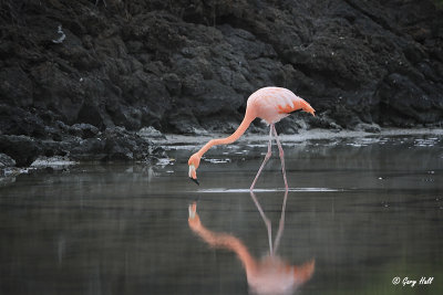 Flamingo_11-10-24_19875.jpg