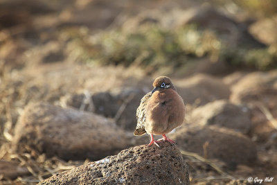 Galapagos Dove_11-10-17_17315.jpg