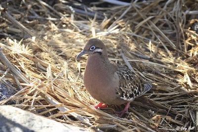 pigeons_and_doves