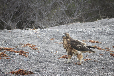 Galapagos Hawk_11-10-21_20413.jpg