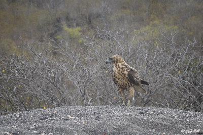 Galapagos Hawk_11-10-21_20414.jpg