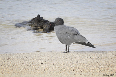 Lava Gull_11-10-18_17272.jpg