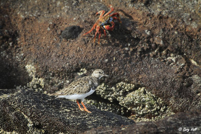 Ruddy Turnstone_11-10-18_20629.jpg