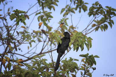 Smooth-billed Ani_11-10-22_20619.jpg