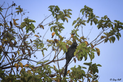 Smooth-billed Ani_11-10-22_20625.jpg