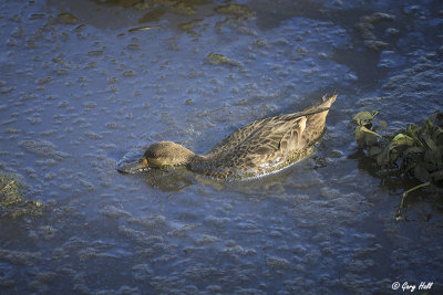 White-cheeked Pintail_11-10-23_20729.jpg