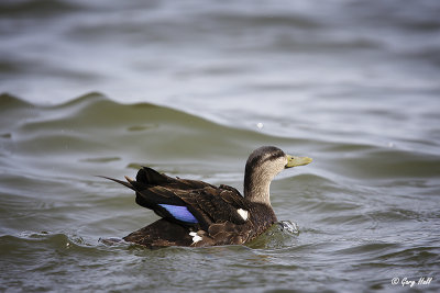 American Black Duck.jpg