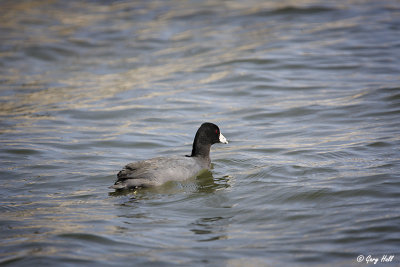 American Coot 2.jpg