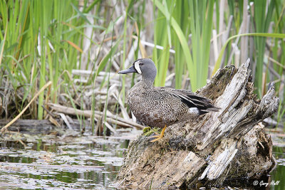 Blue-winged Teal.jpg