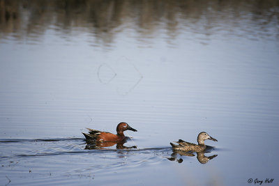 Cinnamon Teal.jpg