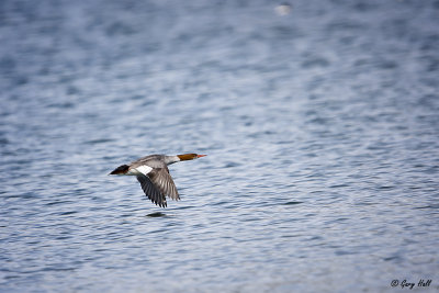 Common Merganser.jpg
