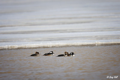 Hooded Mergansers.jpg
