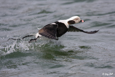 Long-tailed Duck 2.jpg