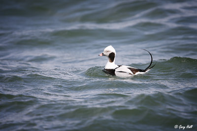 Long-tailed Duck.jpg