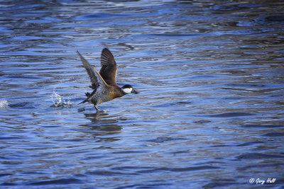 Ruddy Duck.jpg