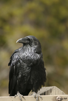 Common Raven.jpg