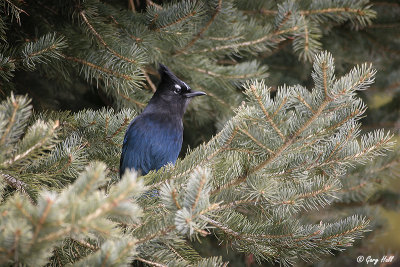 Stellers Jay 2.jpg