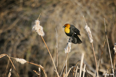 Yellow Headed Blackbird 3.jpg
