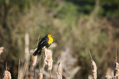 Yellow Headed Blackbird.jpg