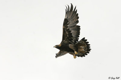 Golden Eagle.jpg