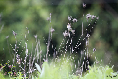 Field Sparrow.jpg