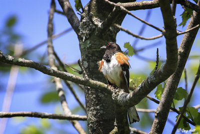 Eastern Towhee 2.jpg