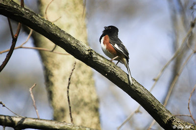 Eastern Towhee 3.jpg