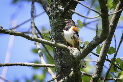 Eastern Towhee.jpg