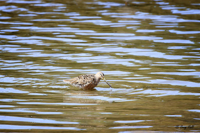 Long Billed Dowitcher.jpg