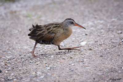 Virginia Rail.jpg