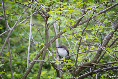 Black-billed Cuckoo.jpg