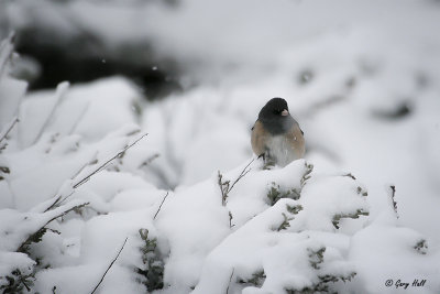 Oregon Junco.jpg