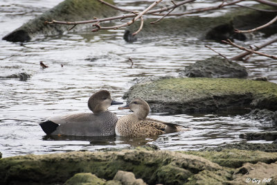 Gadwall-2.jpg