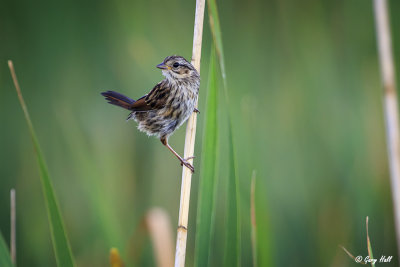 Swamp Sparrow-3.jpg