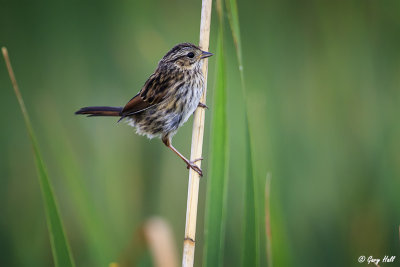 Swamp Sparrow-4.jpg