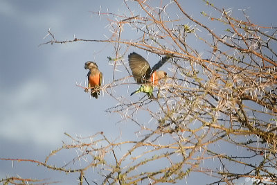 African Orange-bellied Parrot.jpg