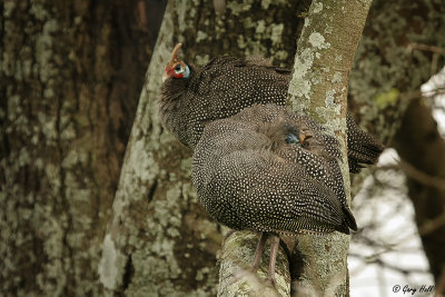 Helmeted Guineafowl.jpg