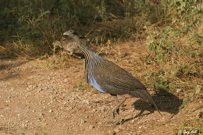 Vulturine Guineafowl-3.jpg